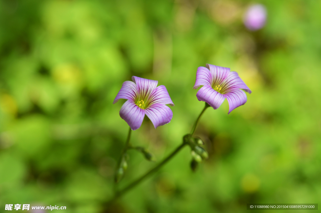 小花