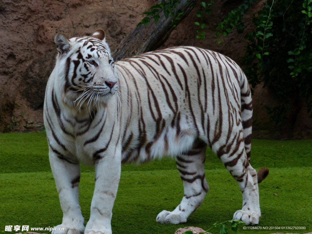孟加拉白虎