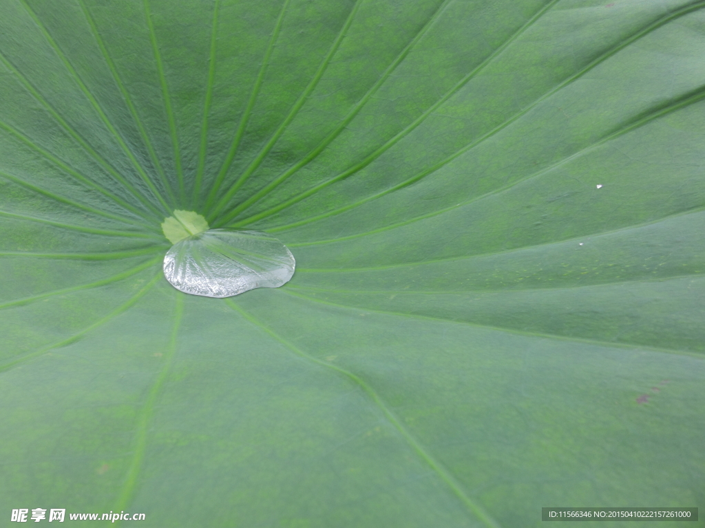 露水
