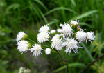 野花