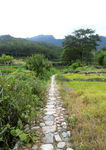田园小路