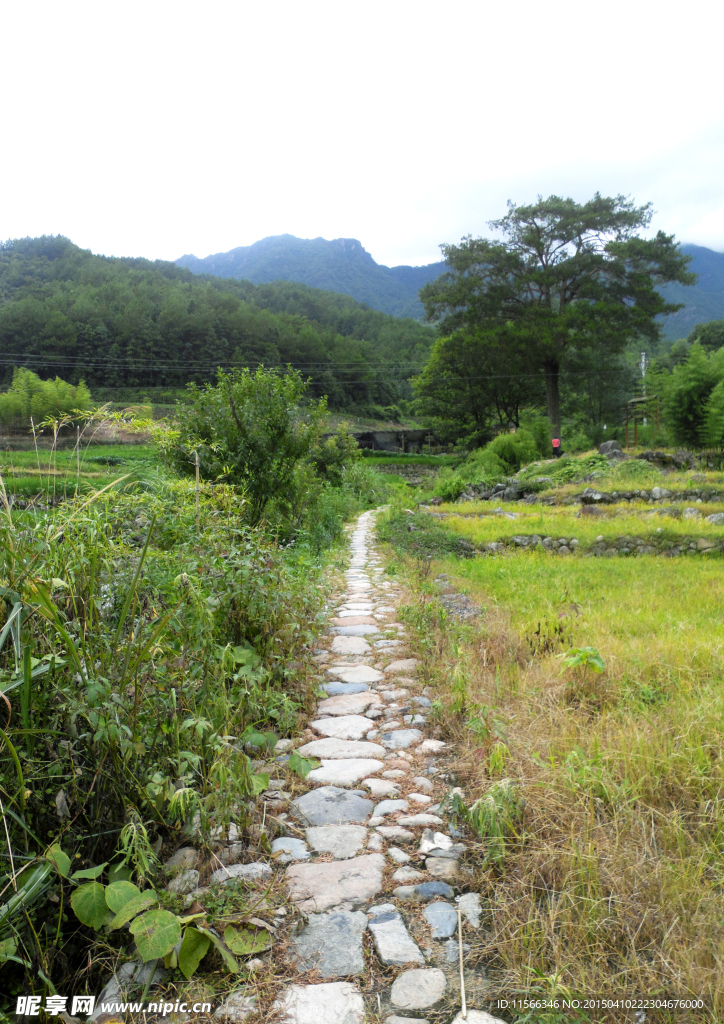 田园小路