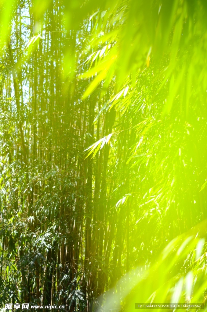 竹林