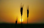 夕阳下的小麦