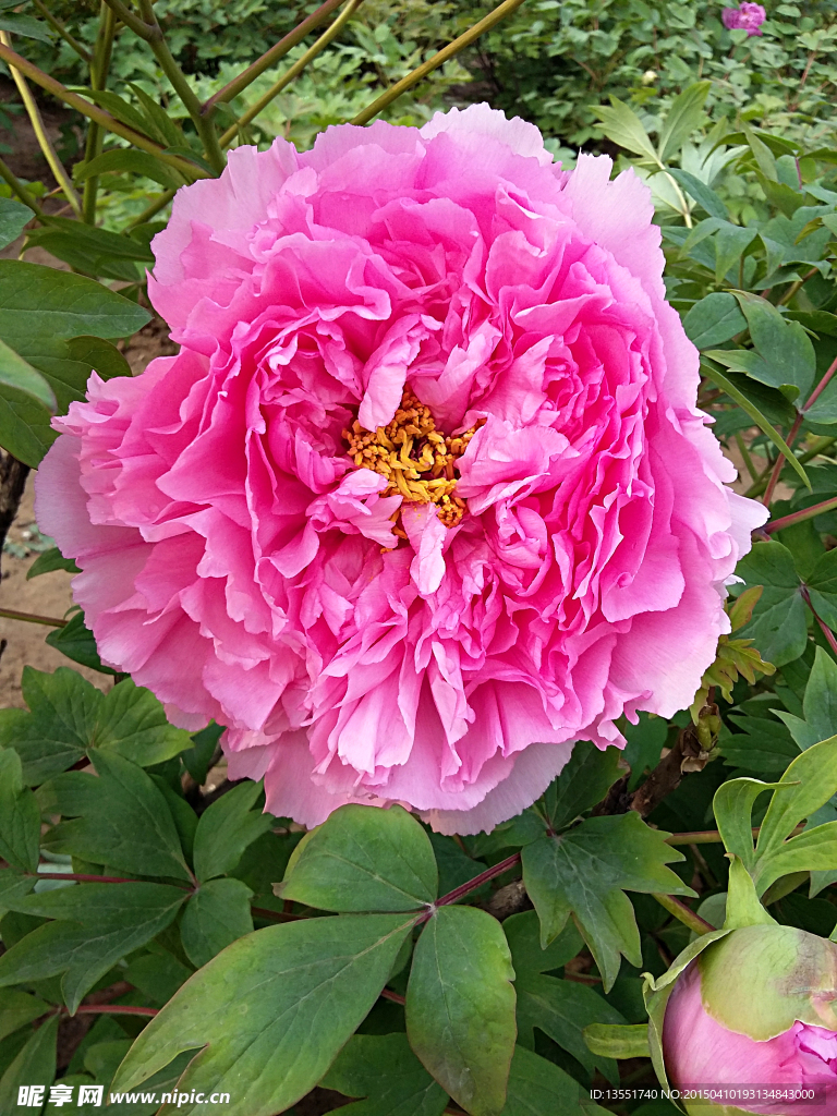 牡丹花