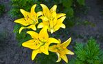 百合花