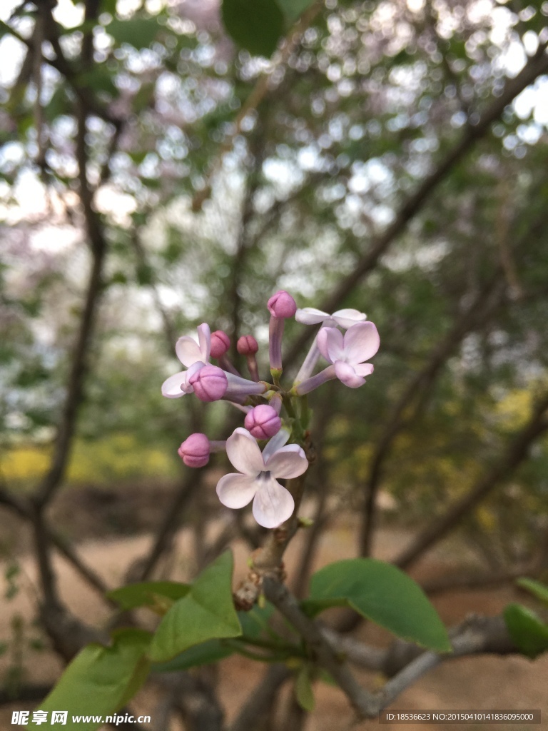 丁香