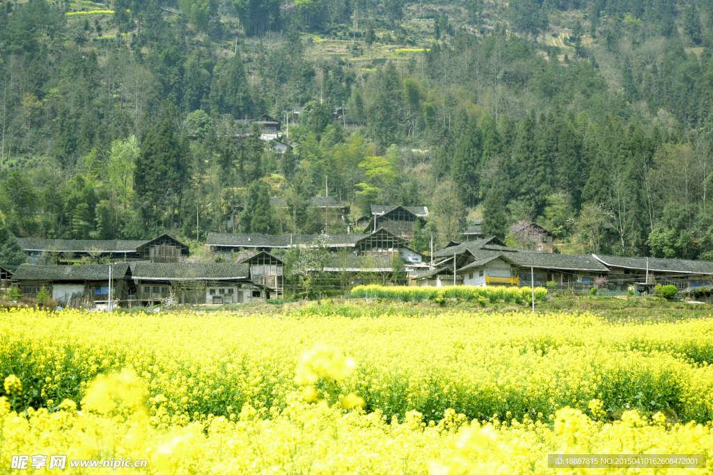 油菜花