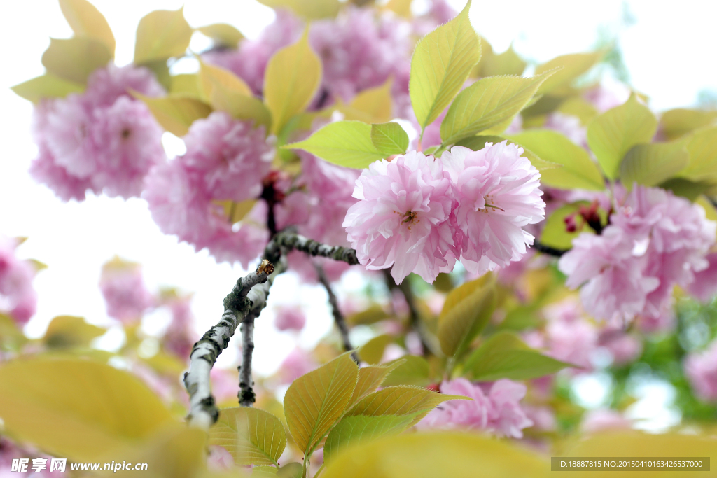 樱花