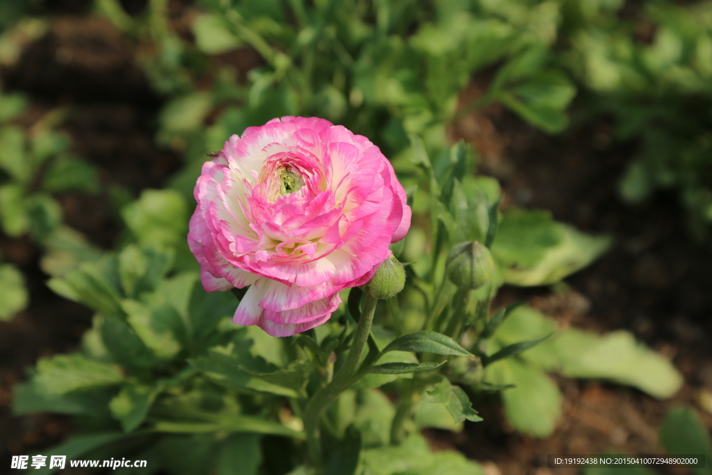 花毛茛