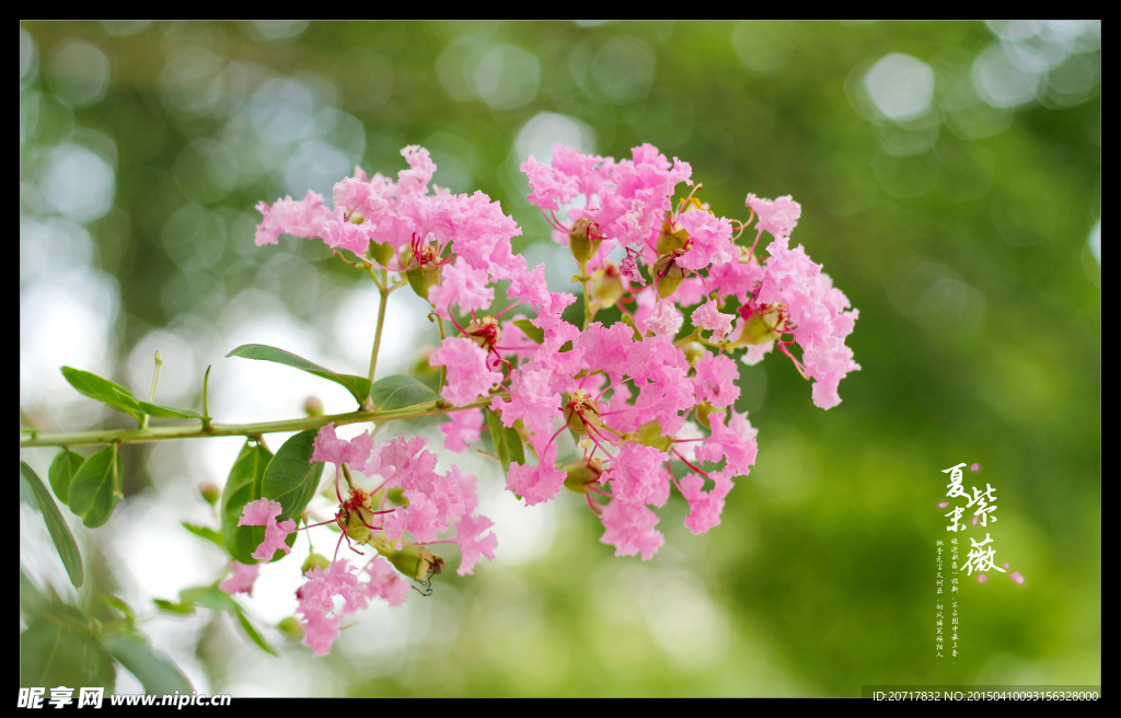 紫薇花