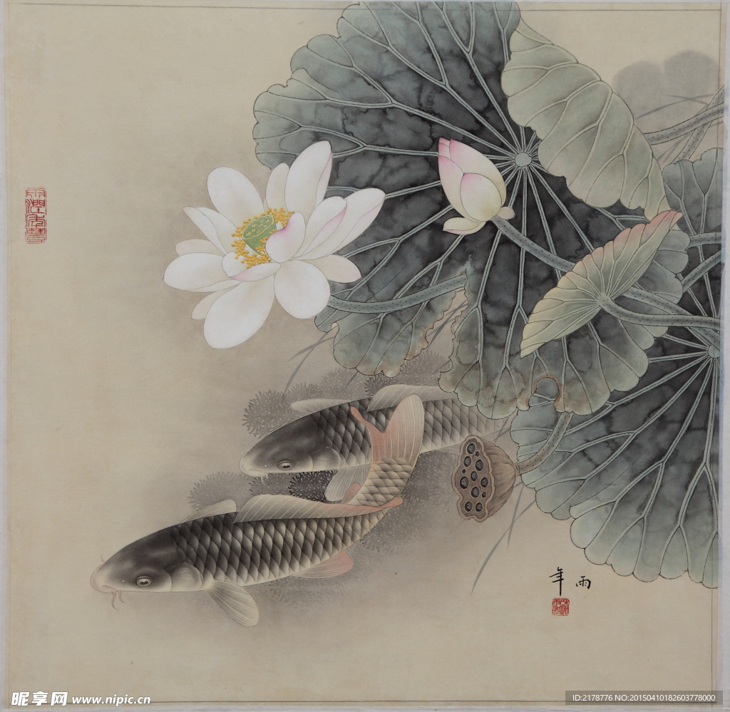 荷花鱼