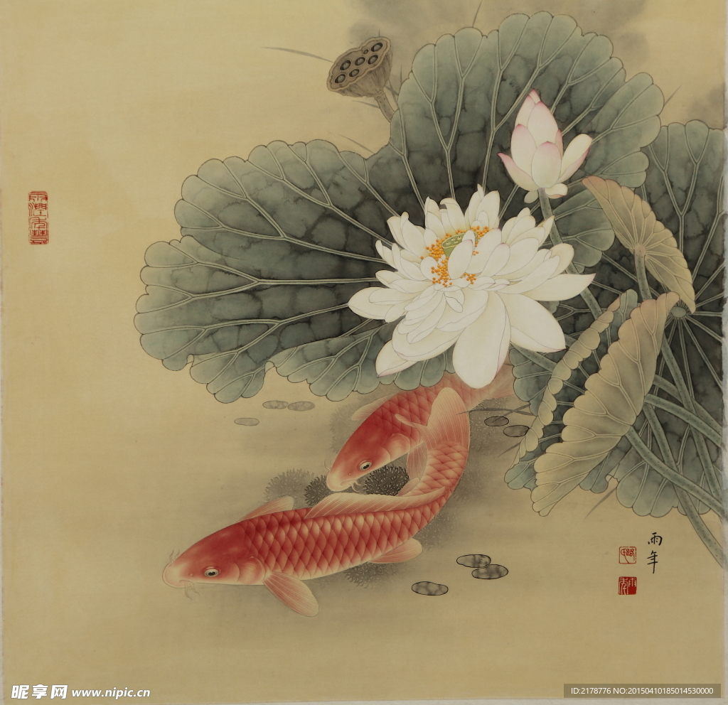 荷花鱼