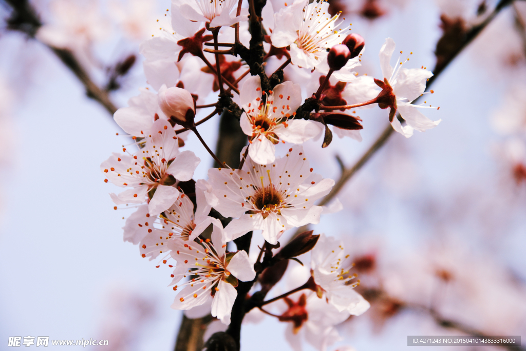 樱花