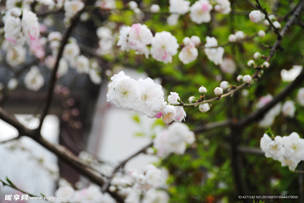 李花