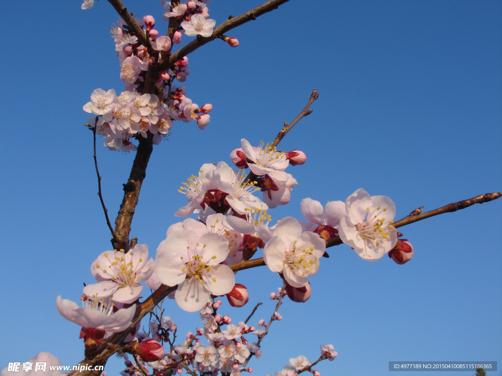 梅花香自苦寒来