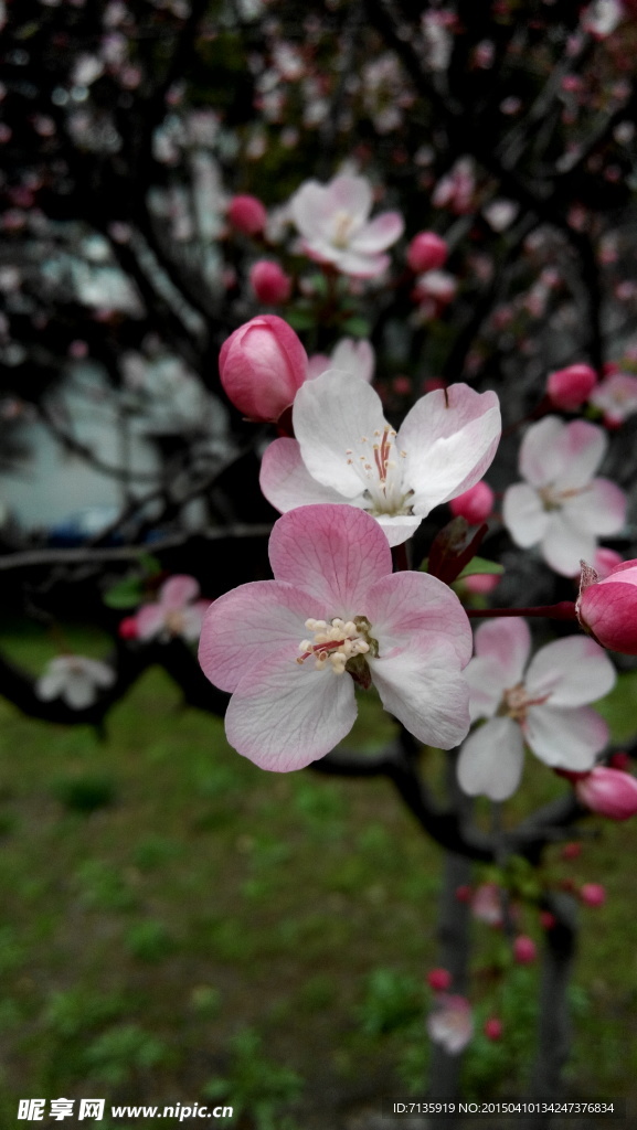春天的花