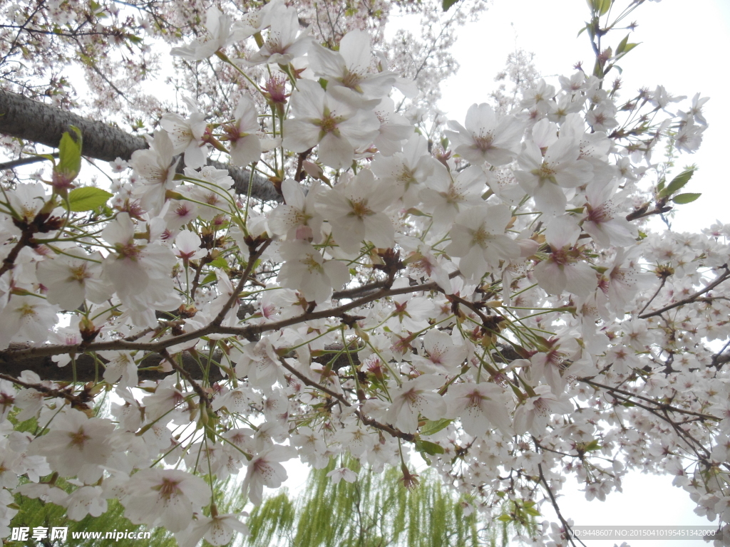 樱花