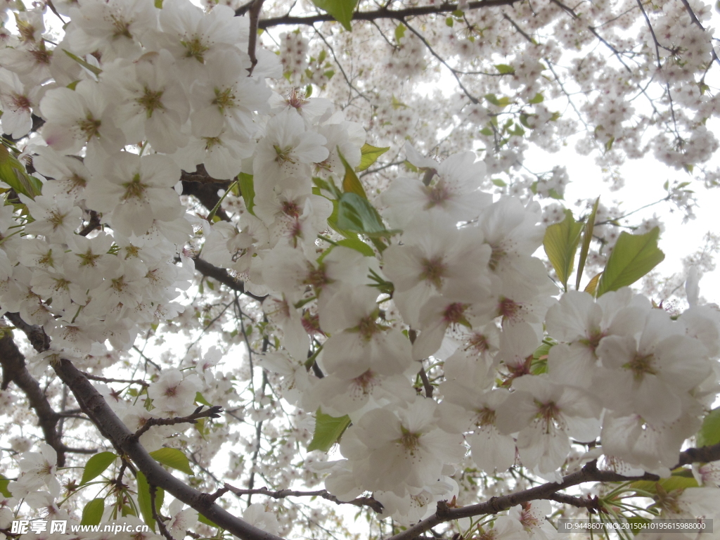 樱花