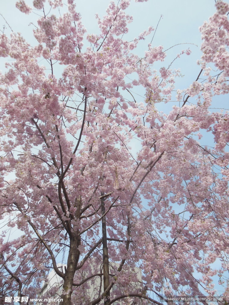 粉色樱花