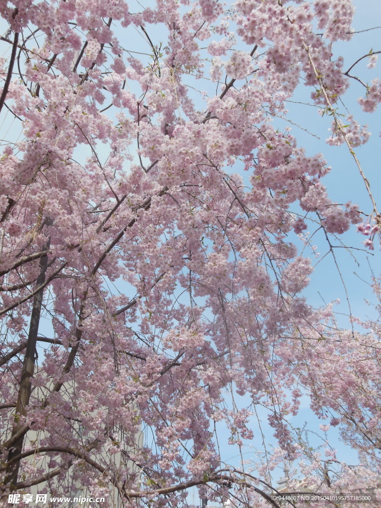 粉色樱花