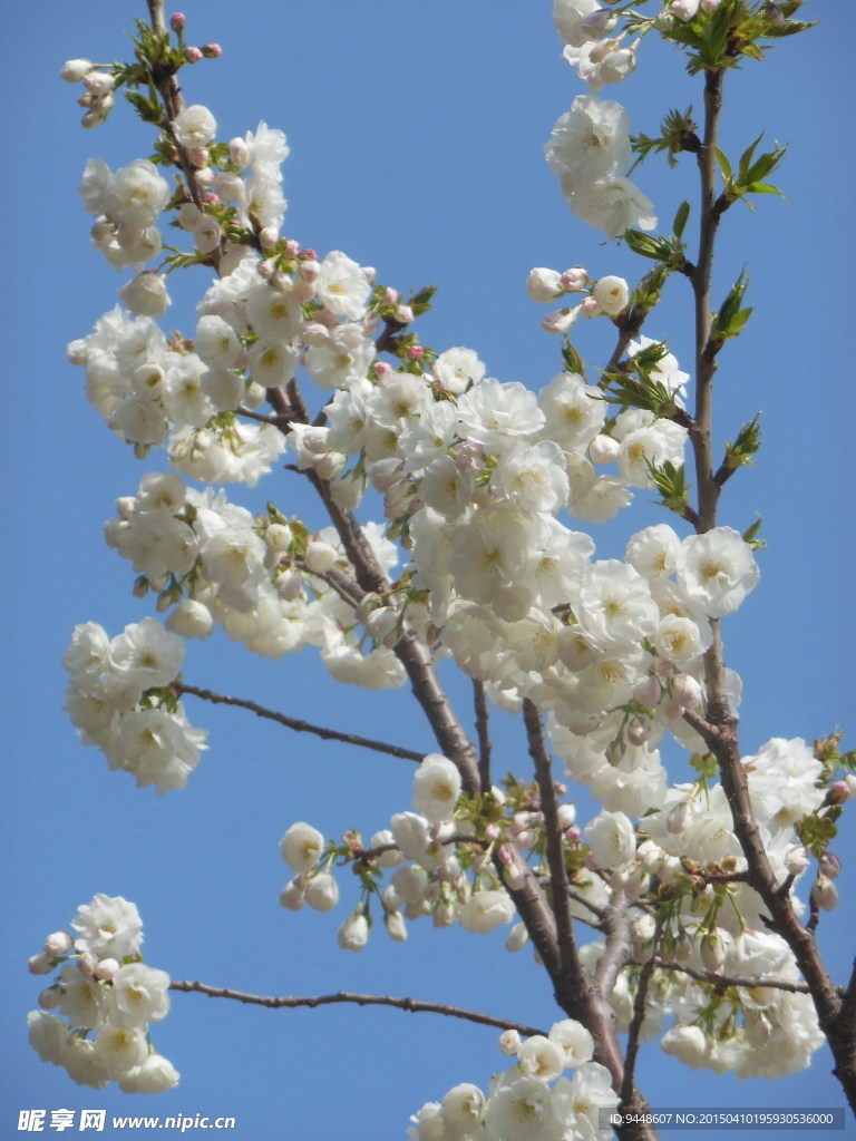 白色樱花
