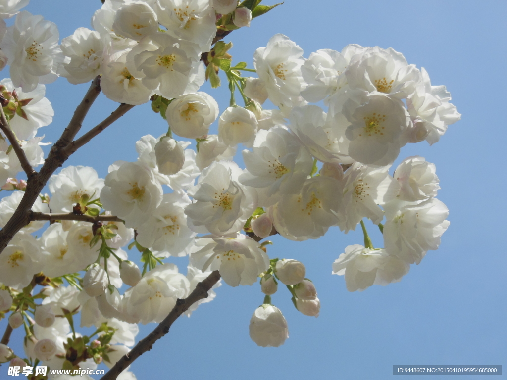 白色樱花