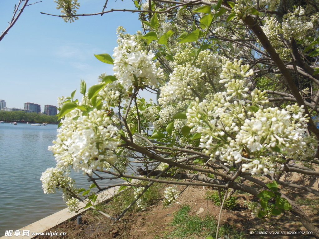 丁香花