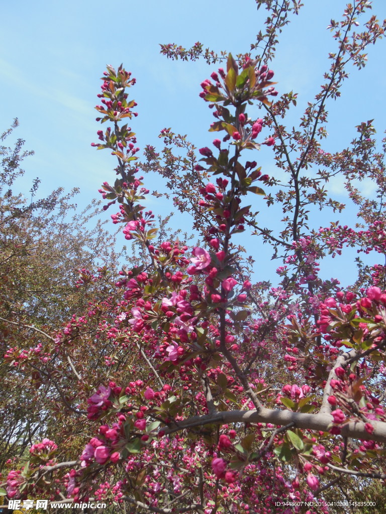 碧桃花