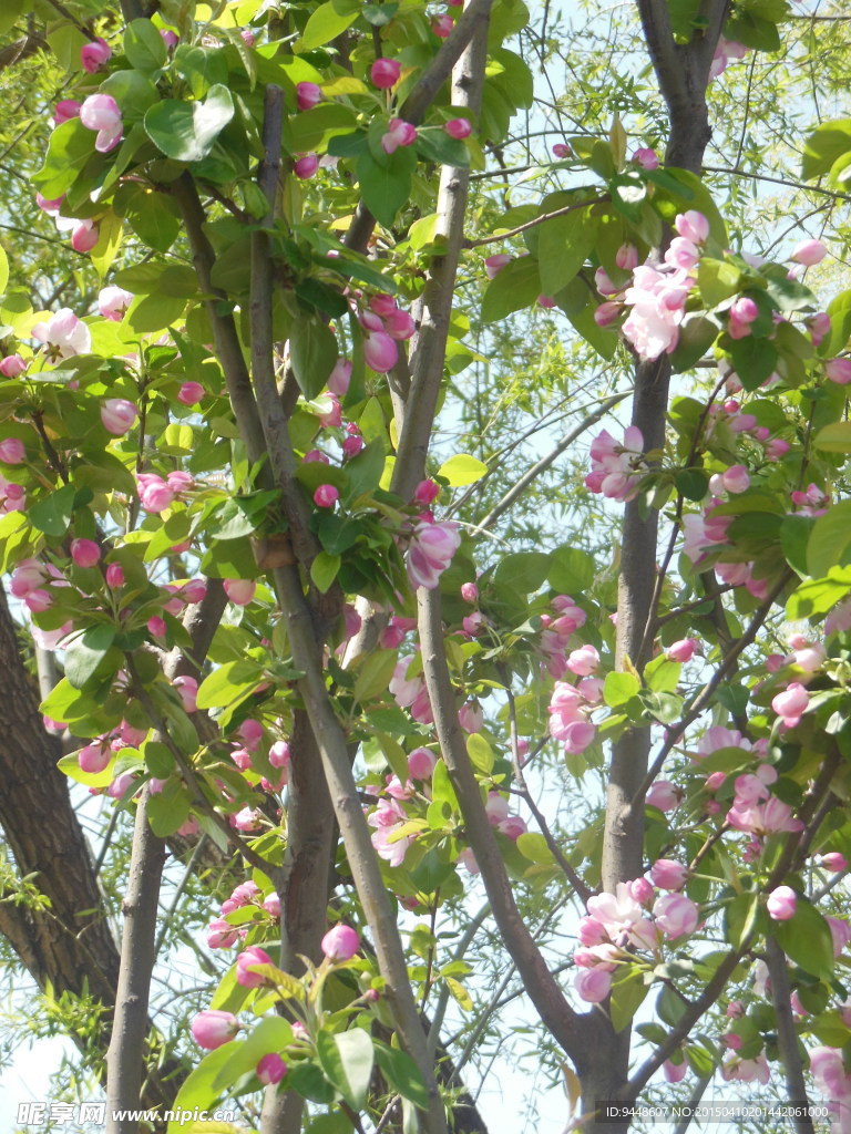 海棠花