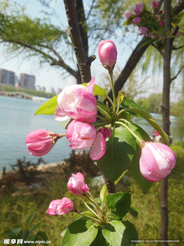 海棠花