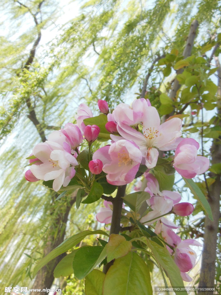 海棠花