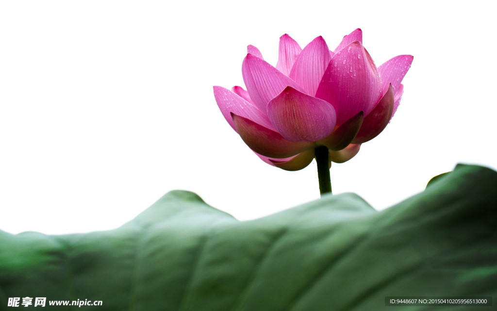 莲花图片