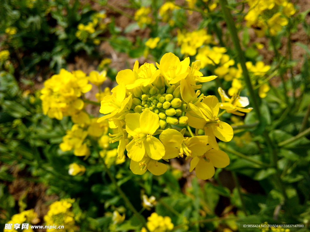 油菜花