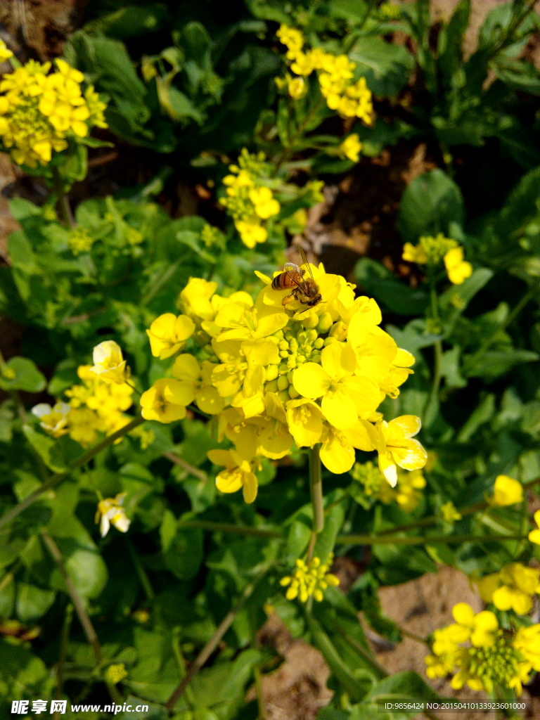 油菜花