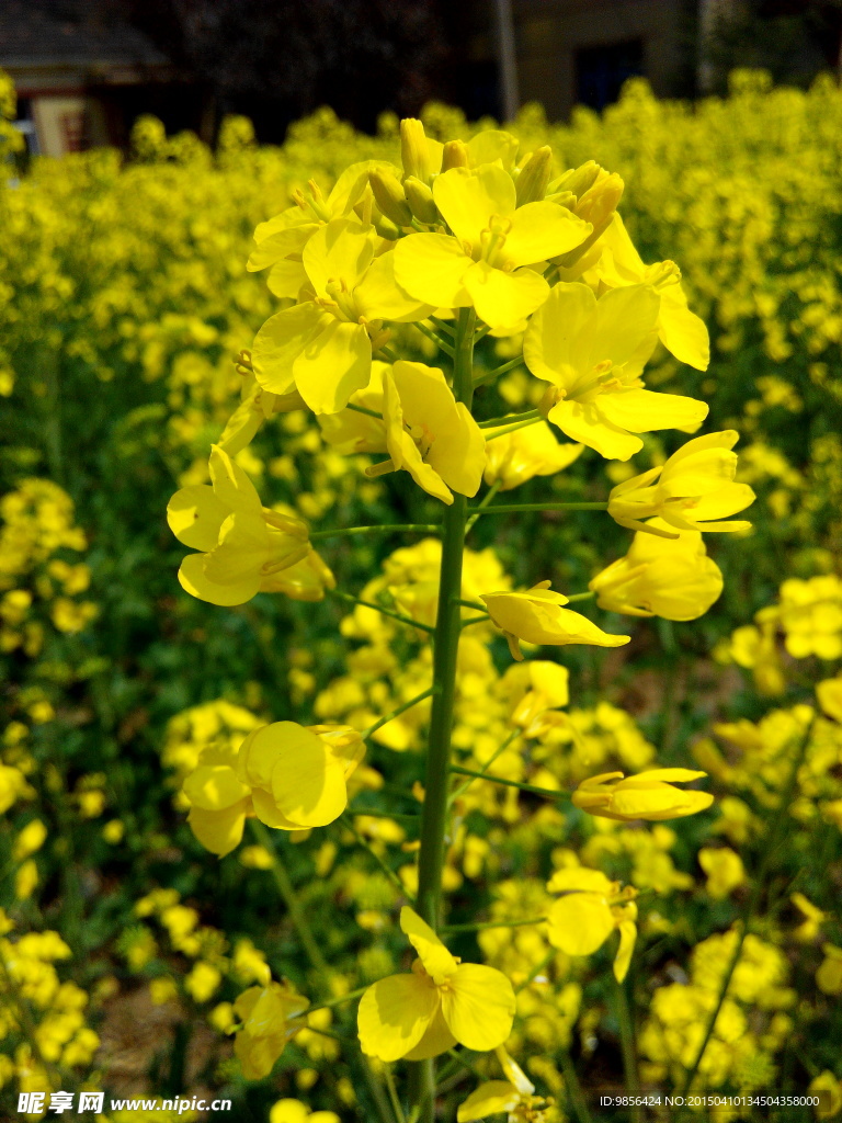 油菜花