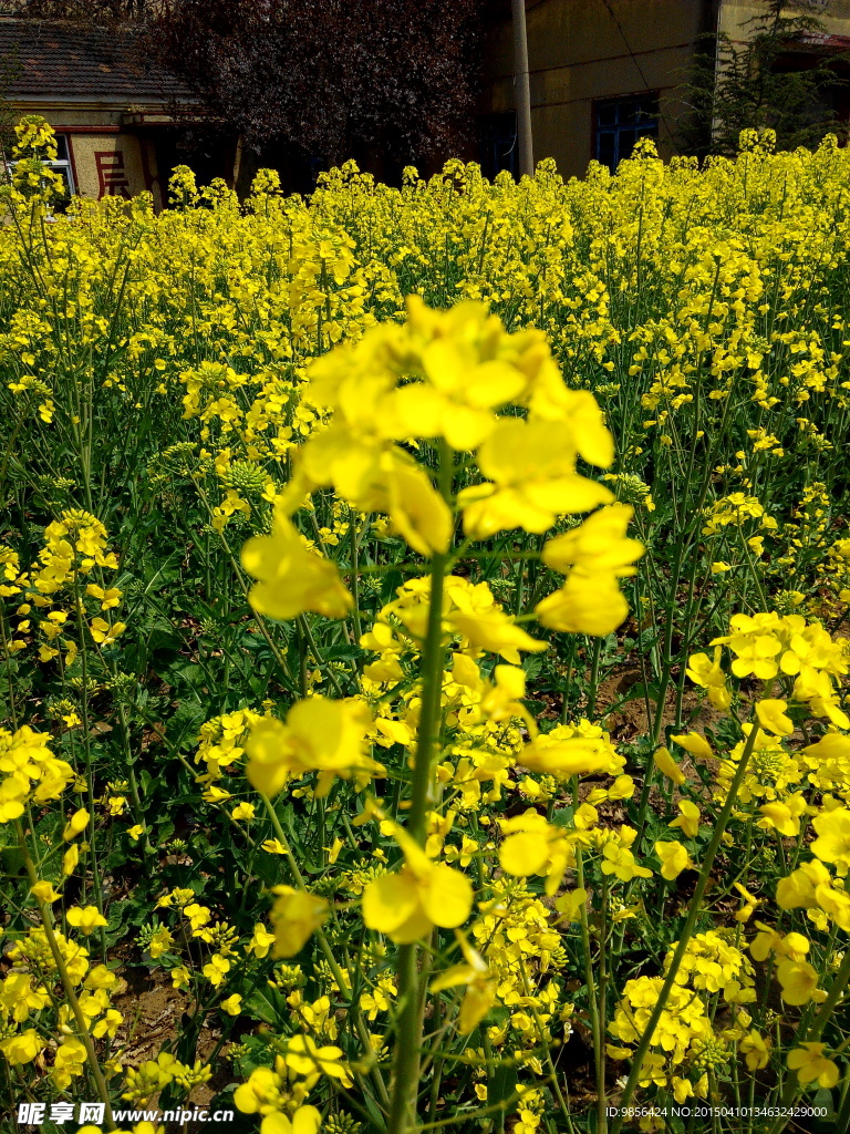 油菜花
