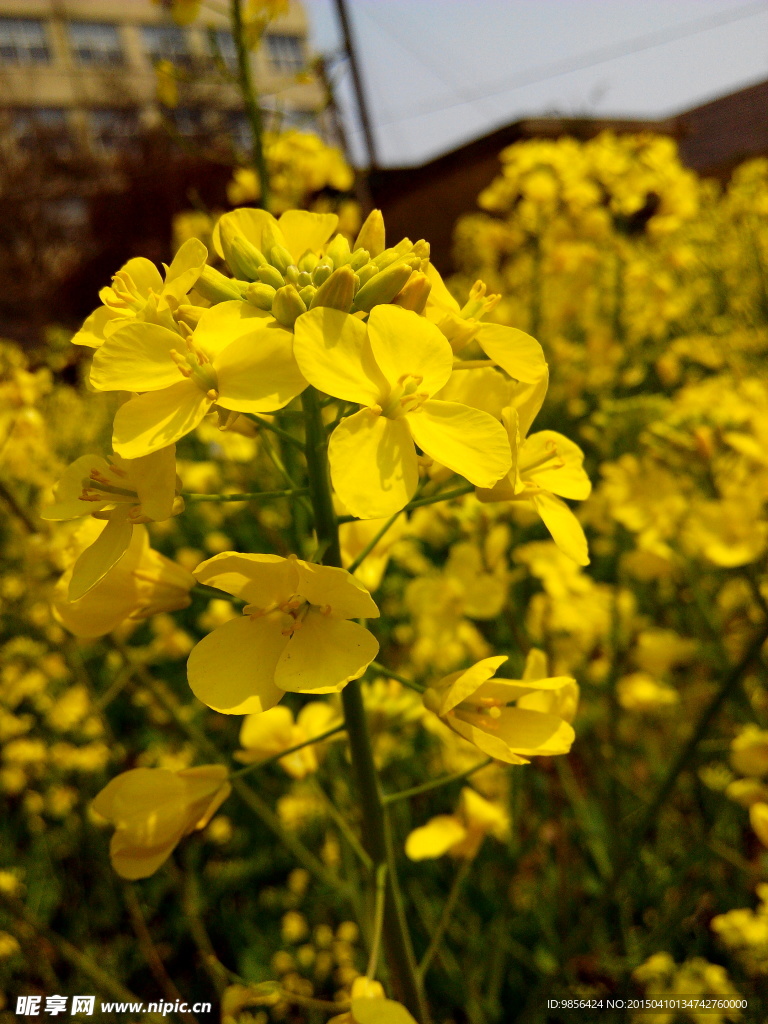 油菜花