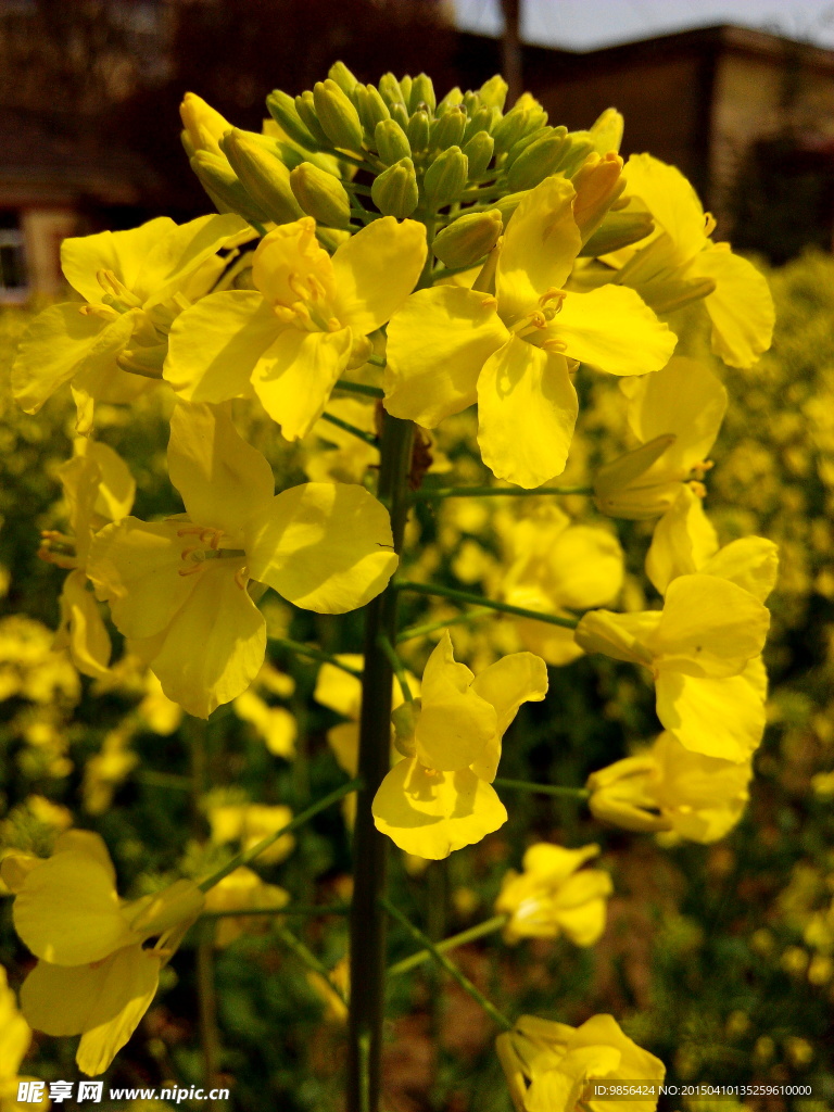 油菜花