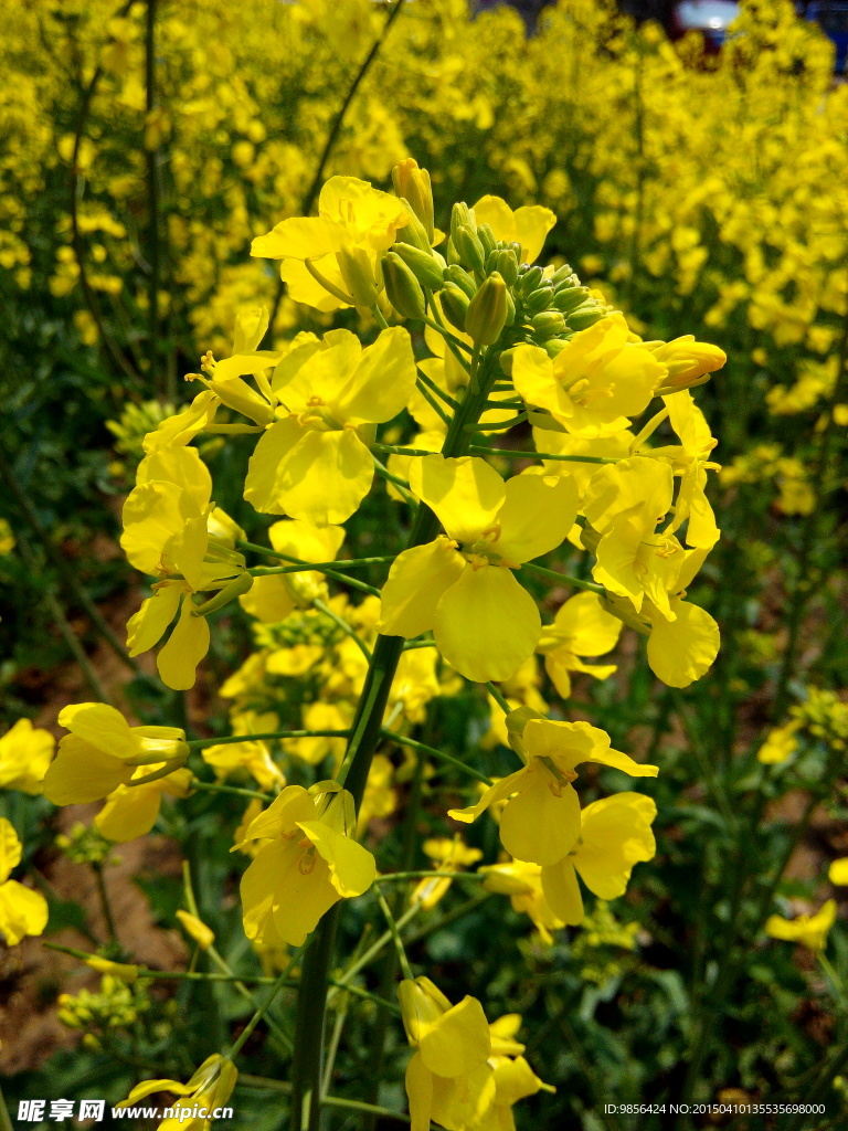油菜花