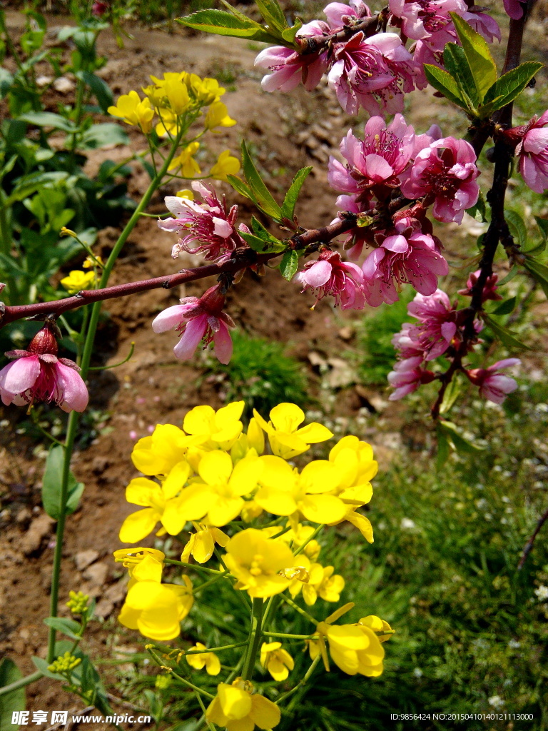 油菜花