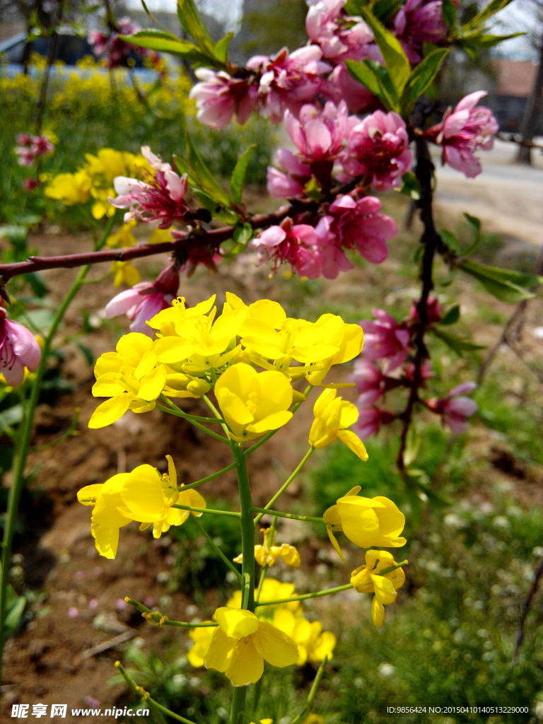 油菜花