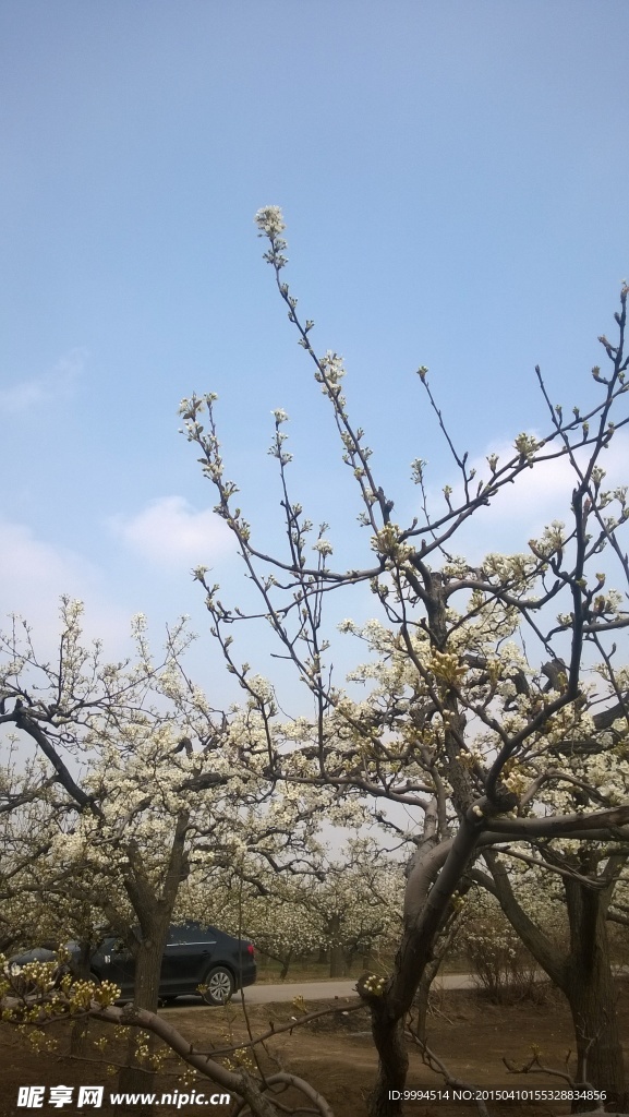 梨花树