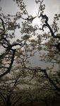 梨花