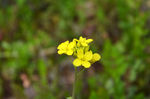 油菜花