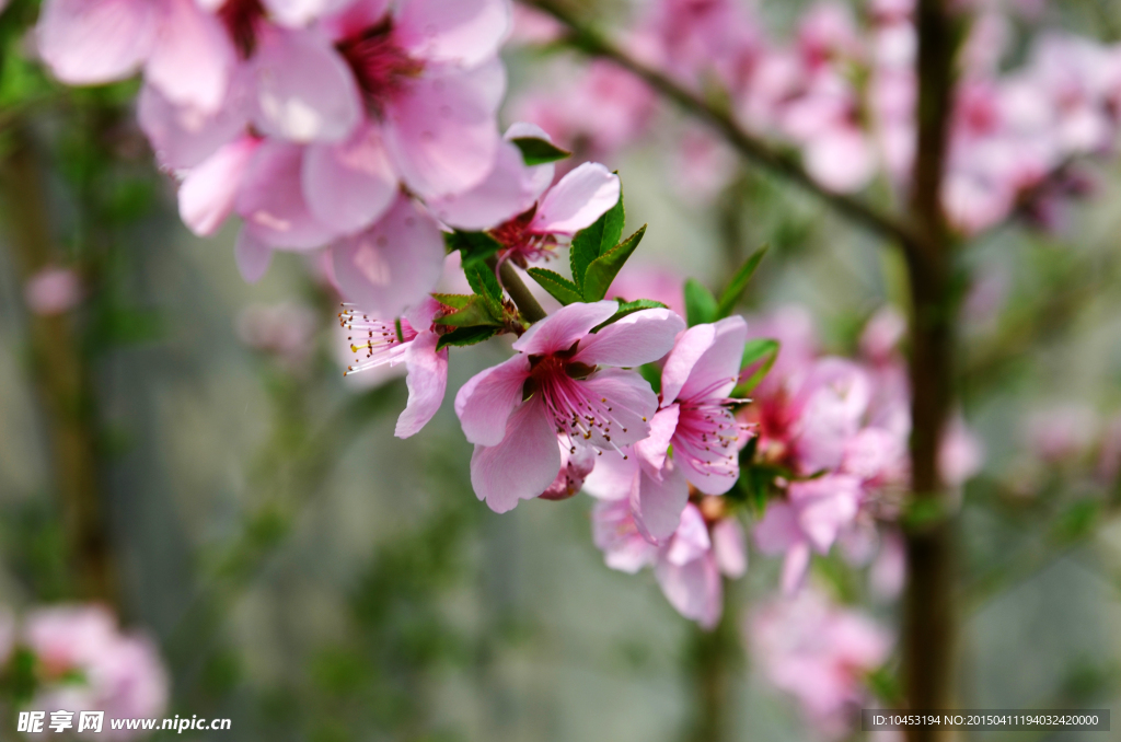 粉色桃花