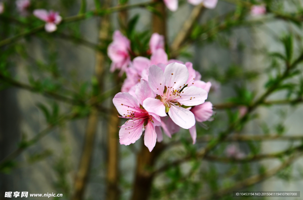 桃花