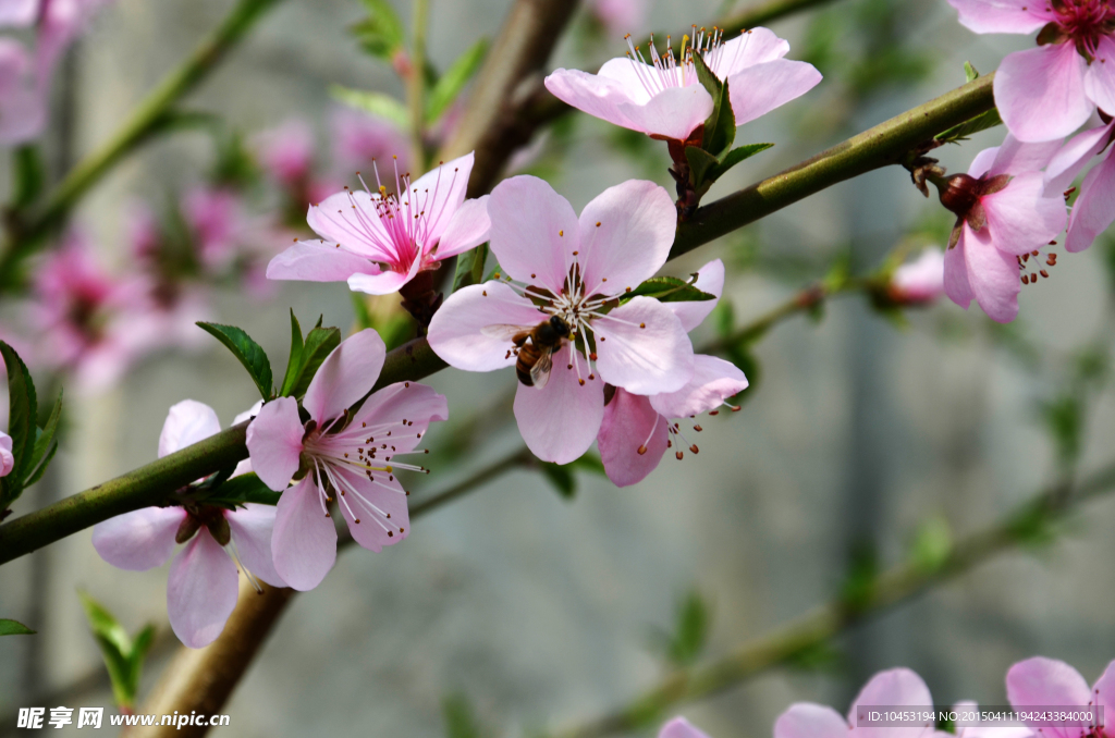 桃花