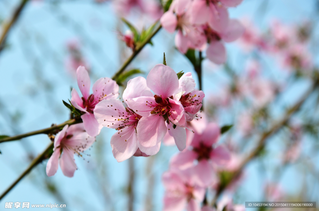桃花