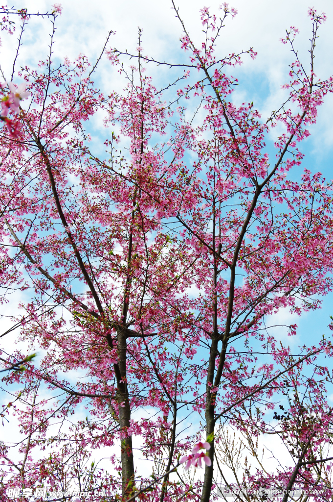 高山樱花樱花绽放